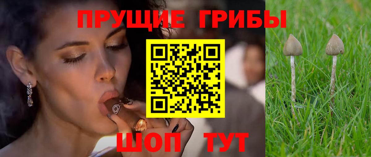 Псилоцибиновые грибы Psilocybine cubensis Тихвин